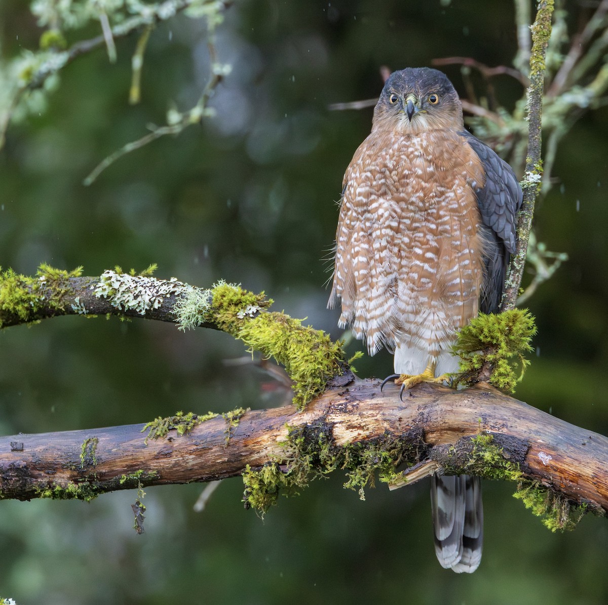 Cooper's Hawk - ML647276607