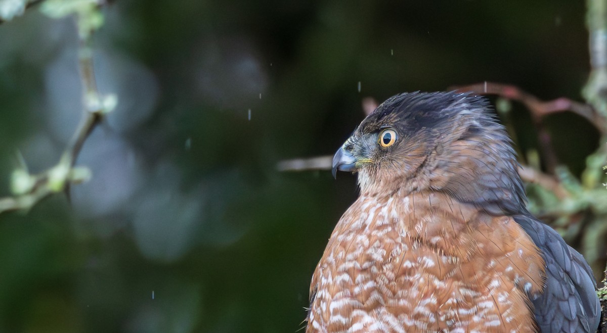 Cooper's Hawk - ML647276608