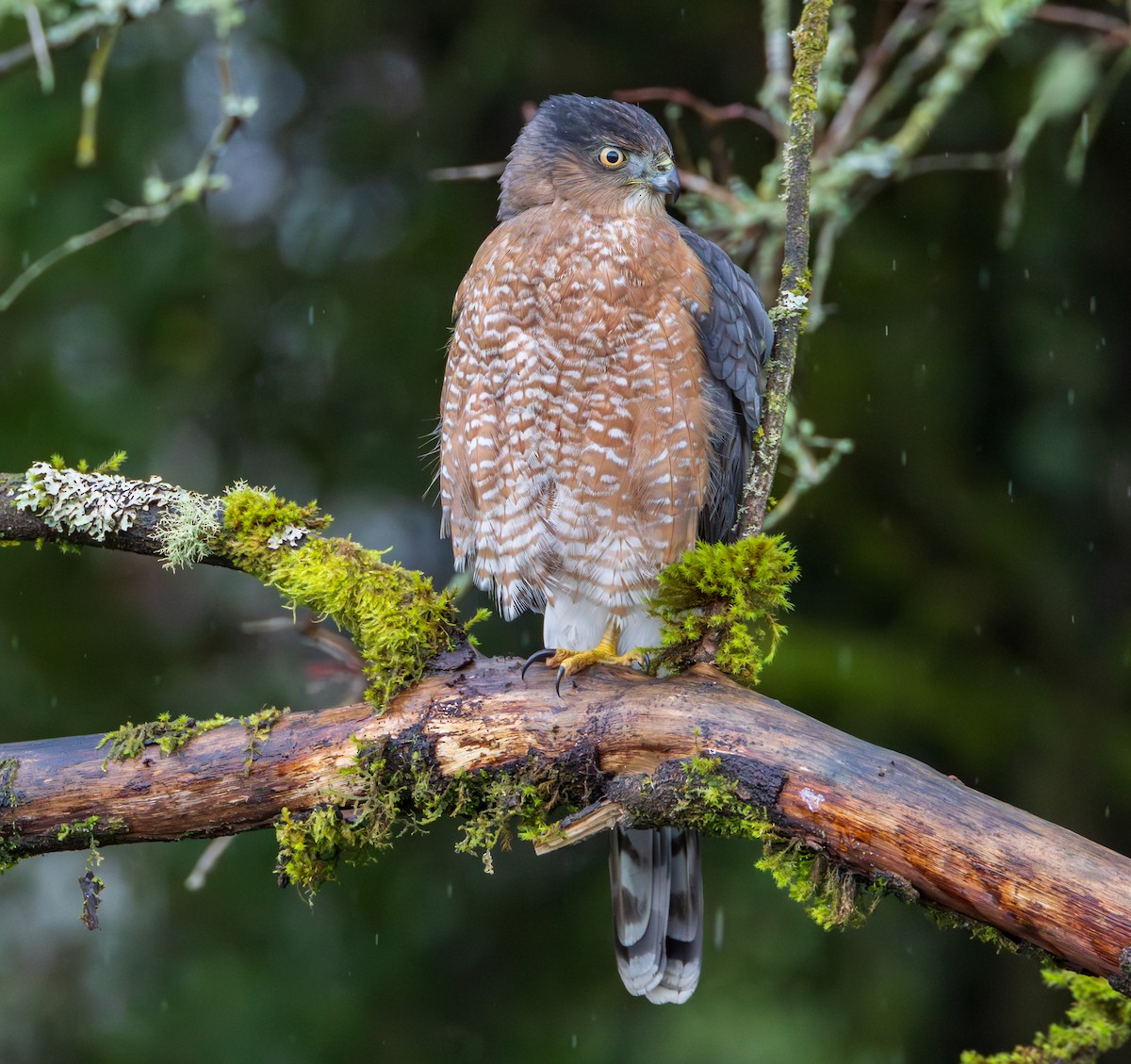 Cooper's Hawk - ML647276609