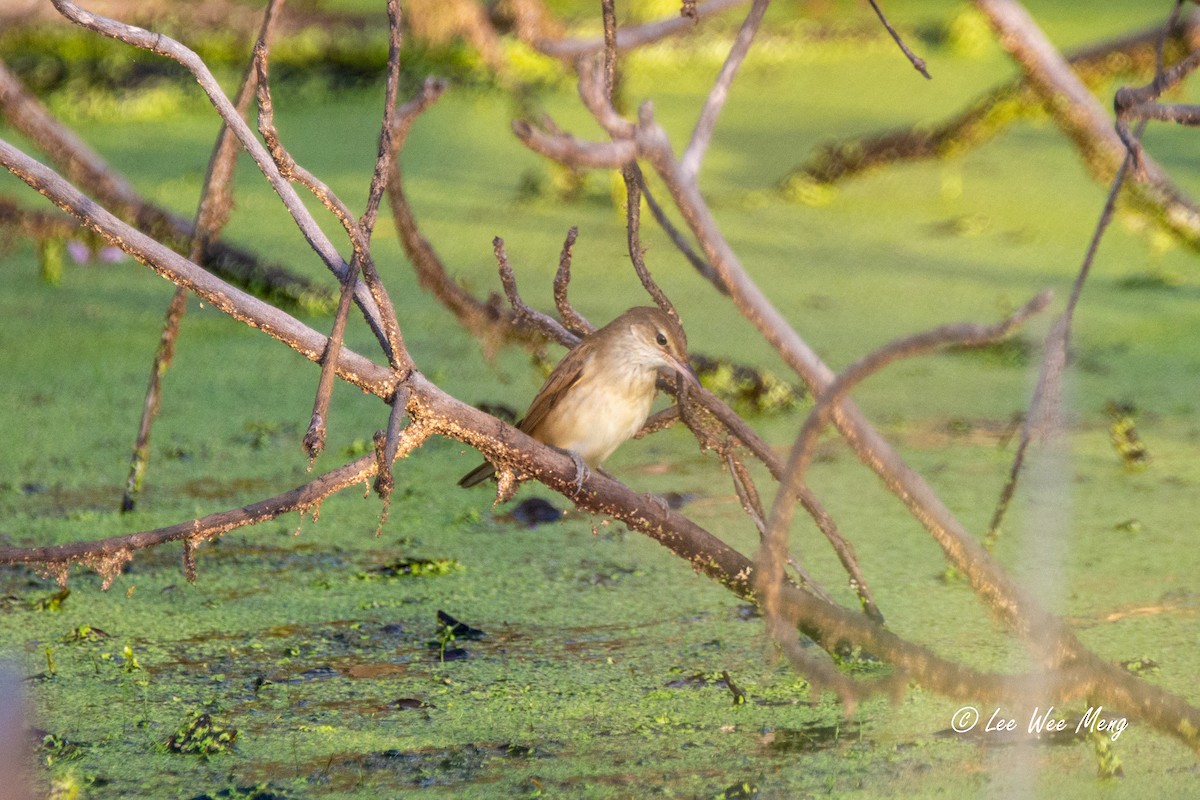 東方大葦鶯 - ML647276610