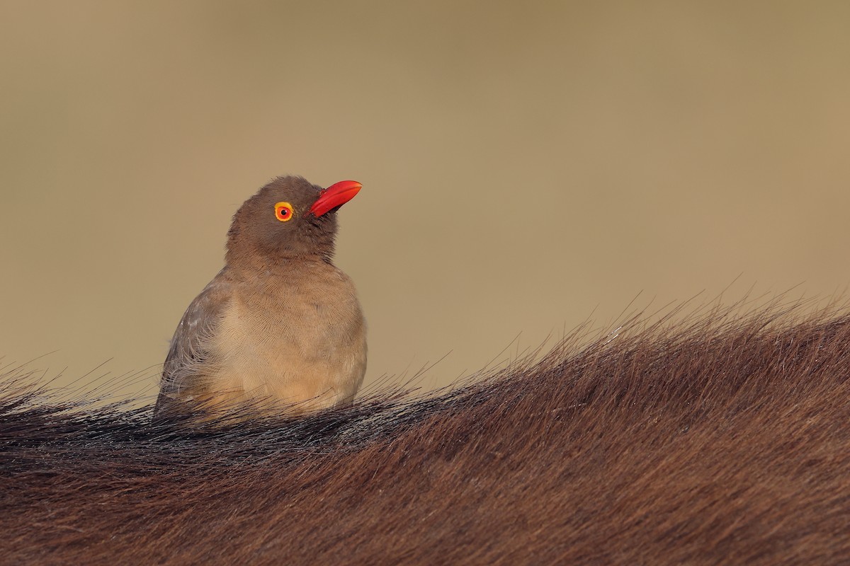 Red-billed Oxpecker - ML647276613