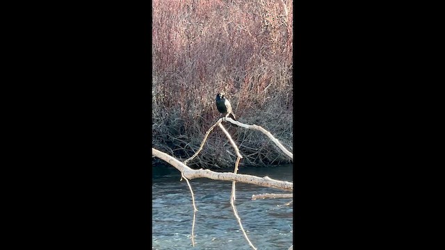 Brewer's Blackbird - ML647276616