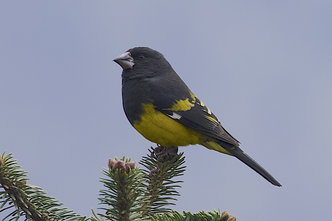 White-winged Grosbeak - ML647276617