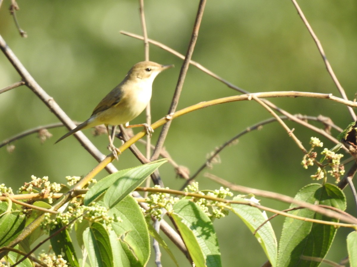暗綠柳鶯 - ML647276618