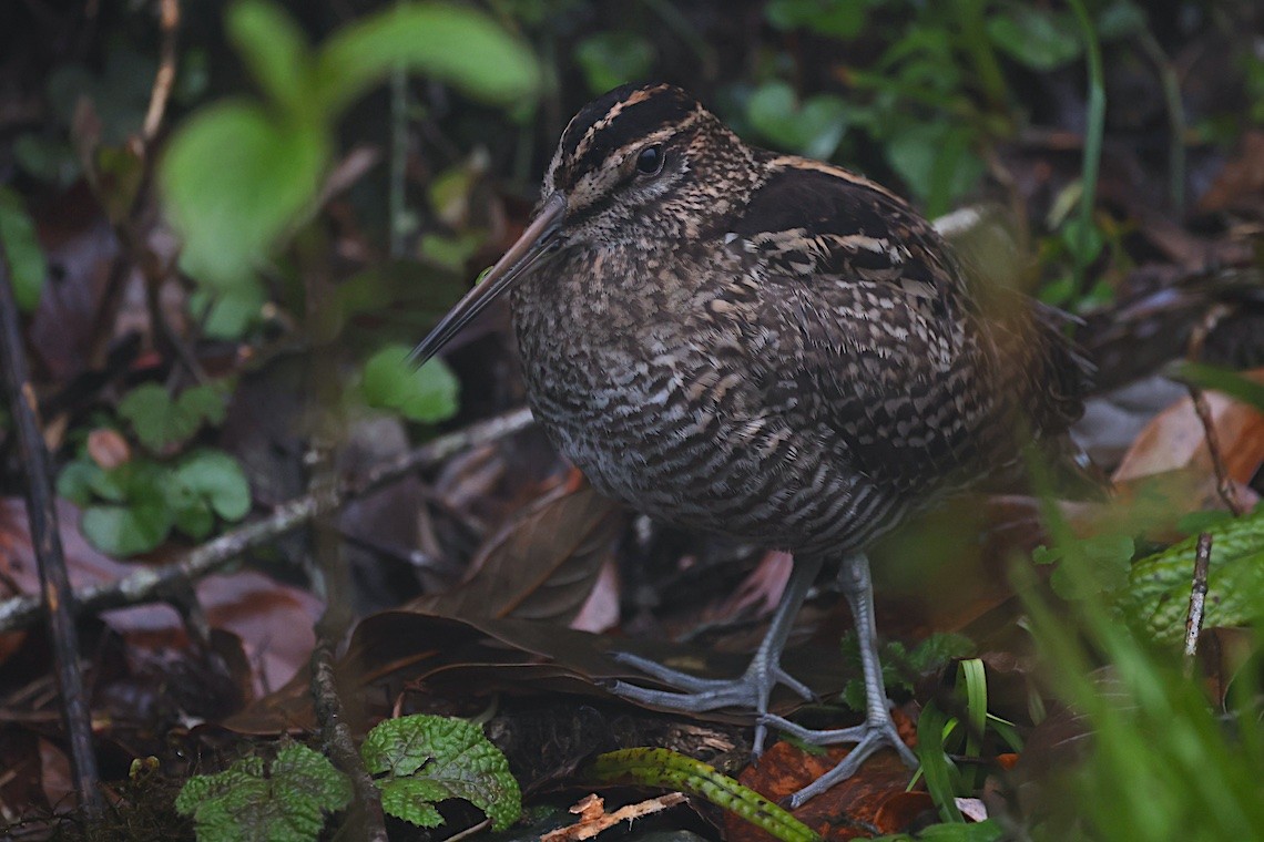 Wood Snipe - ML647276619