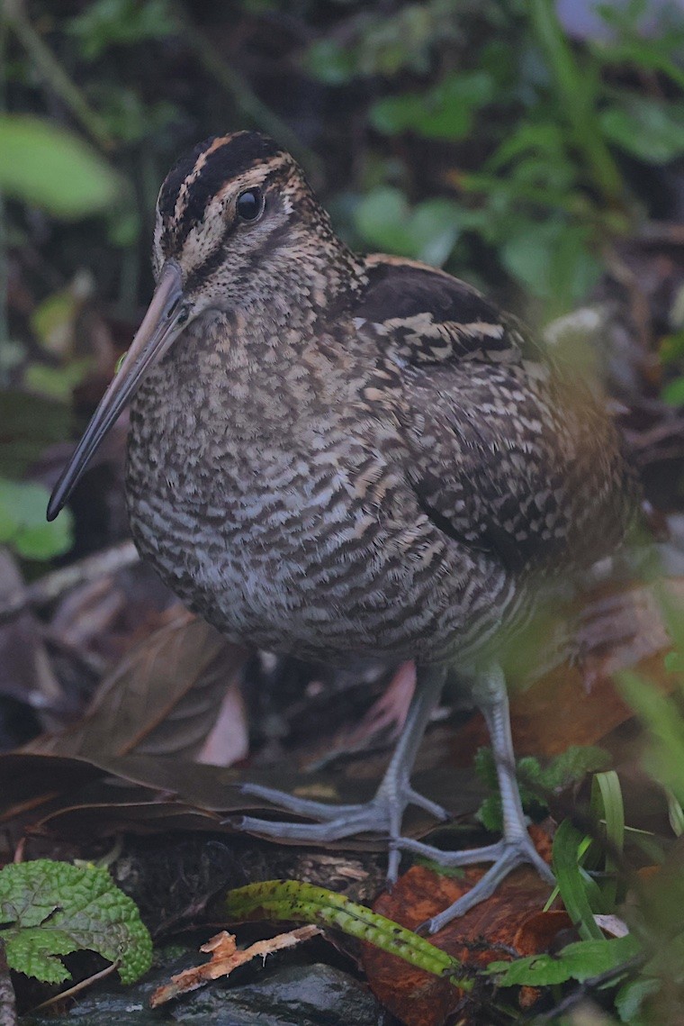 Wood Snipe - ML647276620