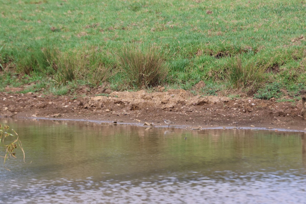 Black-fronted Dotterel - ML647276621
