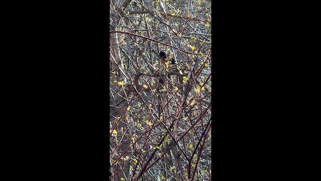 Black-headed Grosbeak - ML647276623