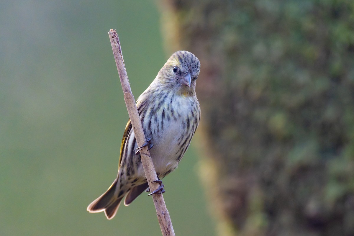 Eurasian Siskin - ML647276624