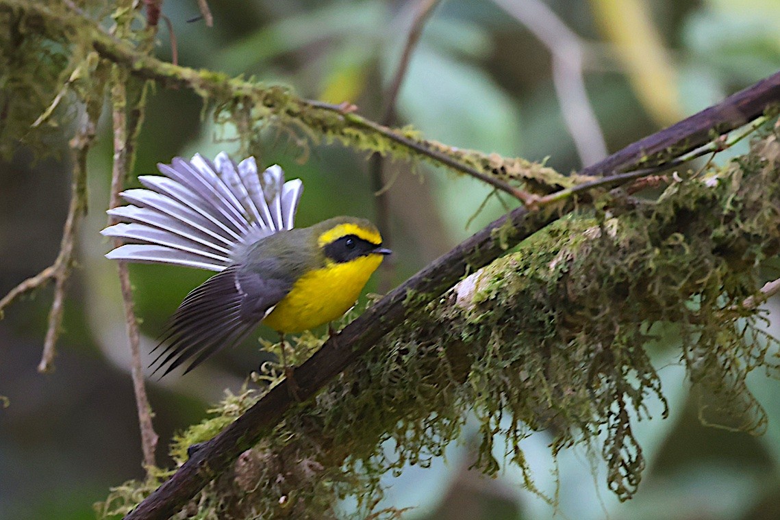 Yellow-bellied Fairy-Fantail - ML647276625