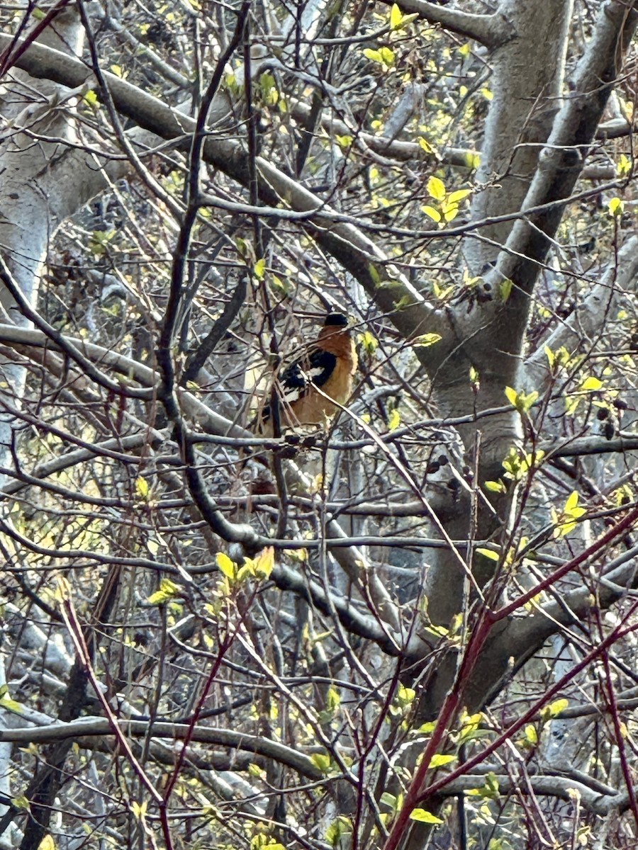 Black-headed Grosbeak - ML647276627