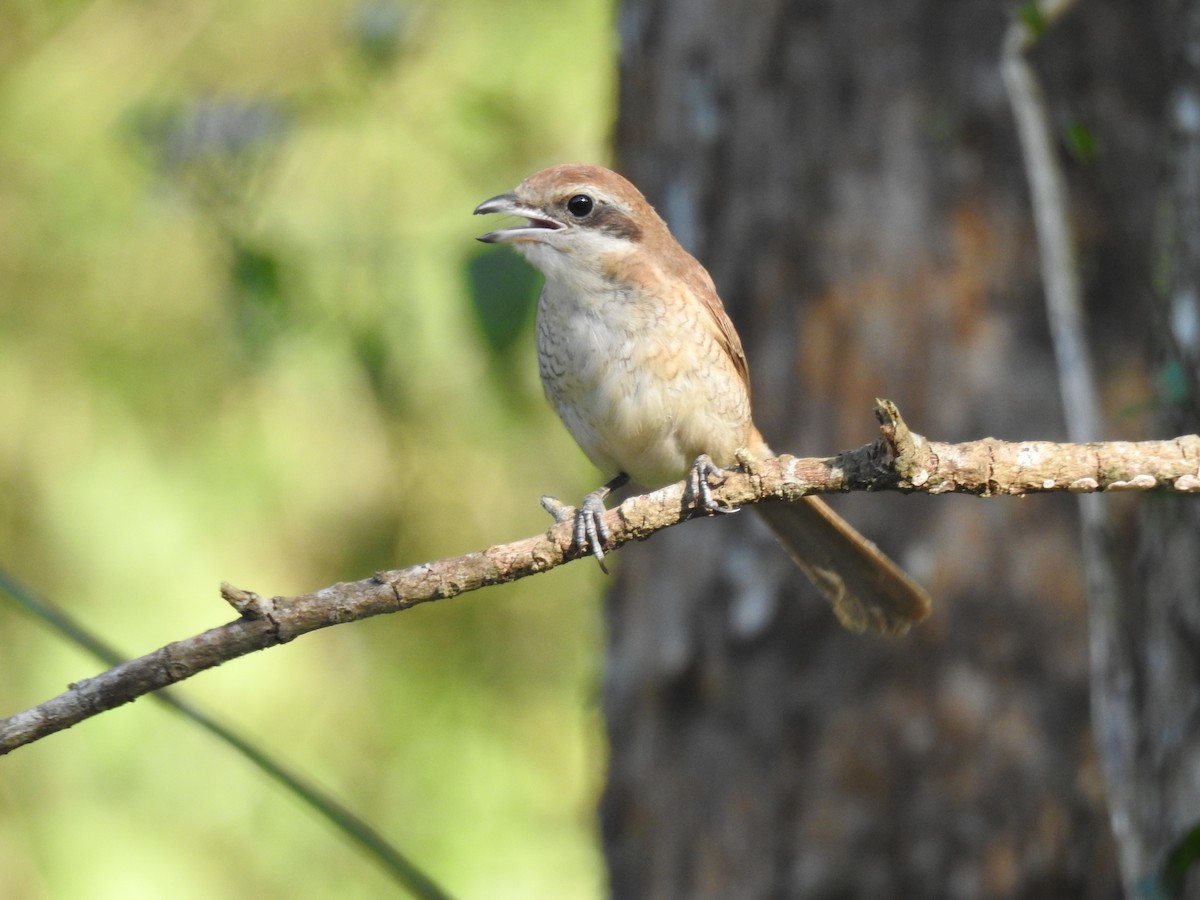 Brown Shrike - ML647276628