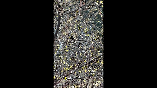 Black-headed Grosbeak - ML647276629