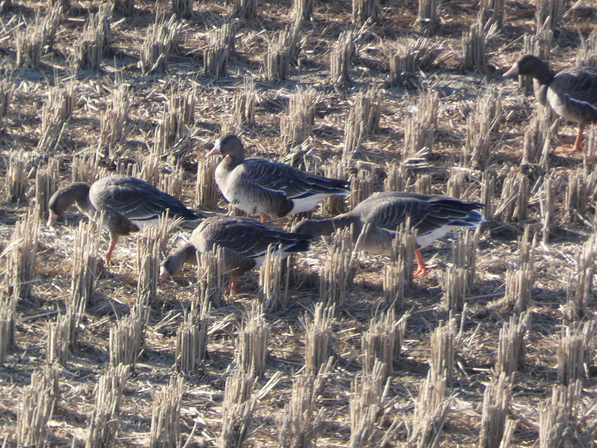 Greater White-fronted Goose - ML647276632