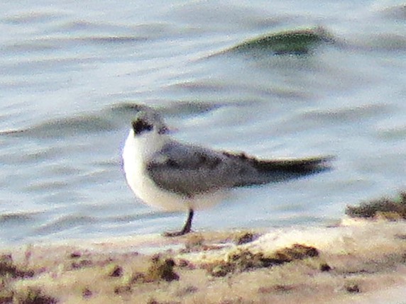 Хилэн хараалай - ML647276639