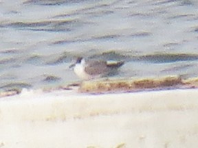 Хилэн хараалай - ML647276641