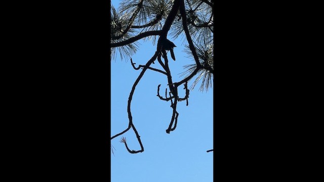 sojka Stellerova - ML647276642