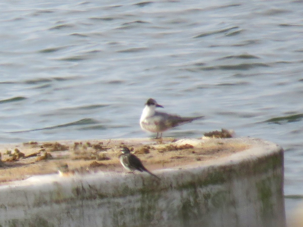 Хилэн хараалай - ML647276644