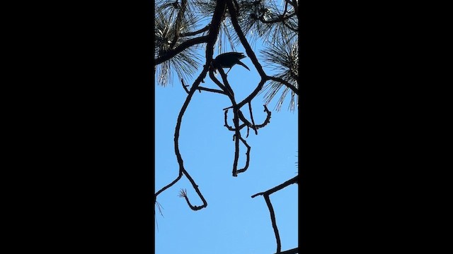 sojka Stellerova - ML647276645