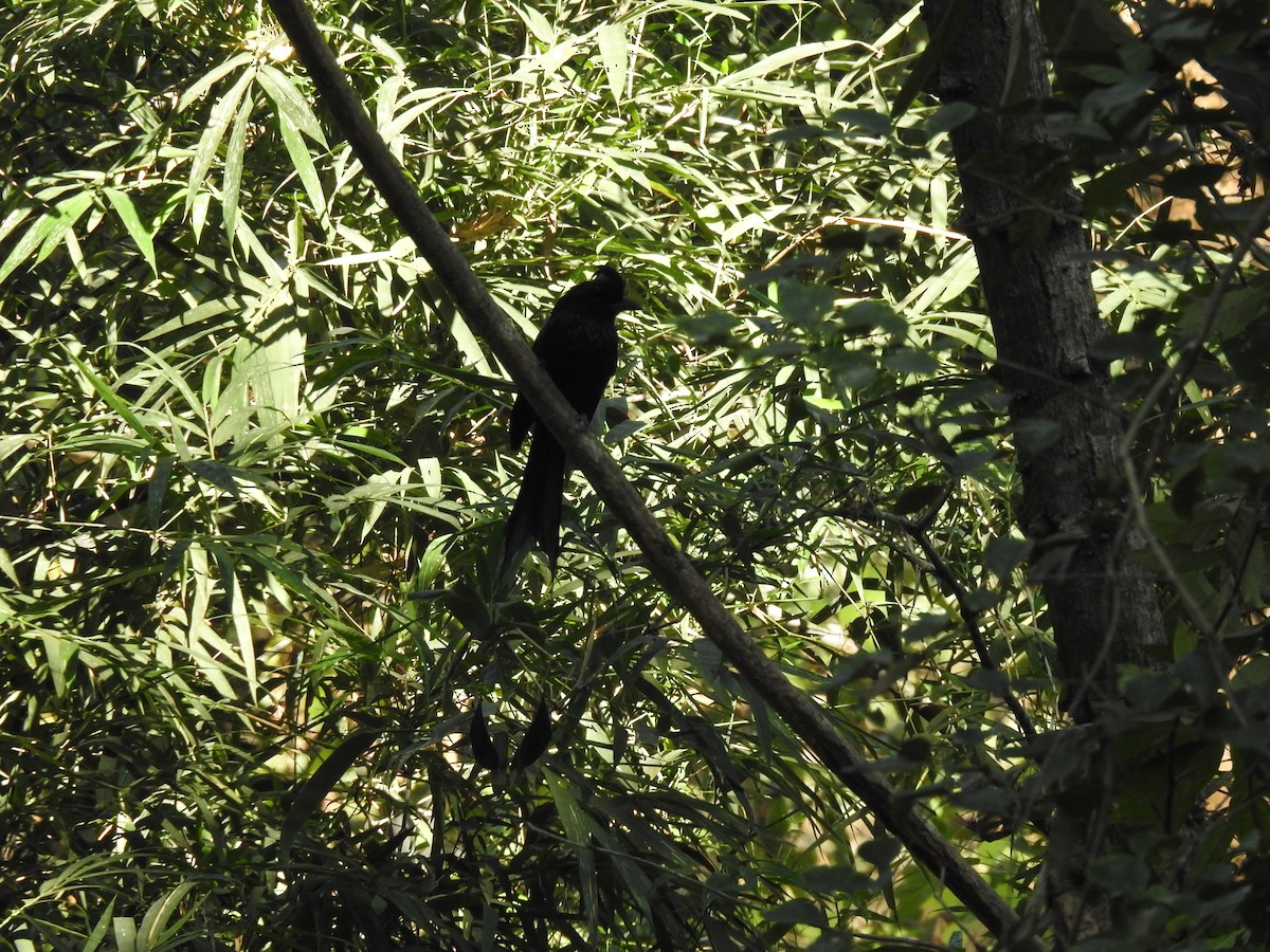 Drongo à raquettes - ML647276656