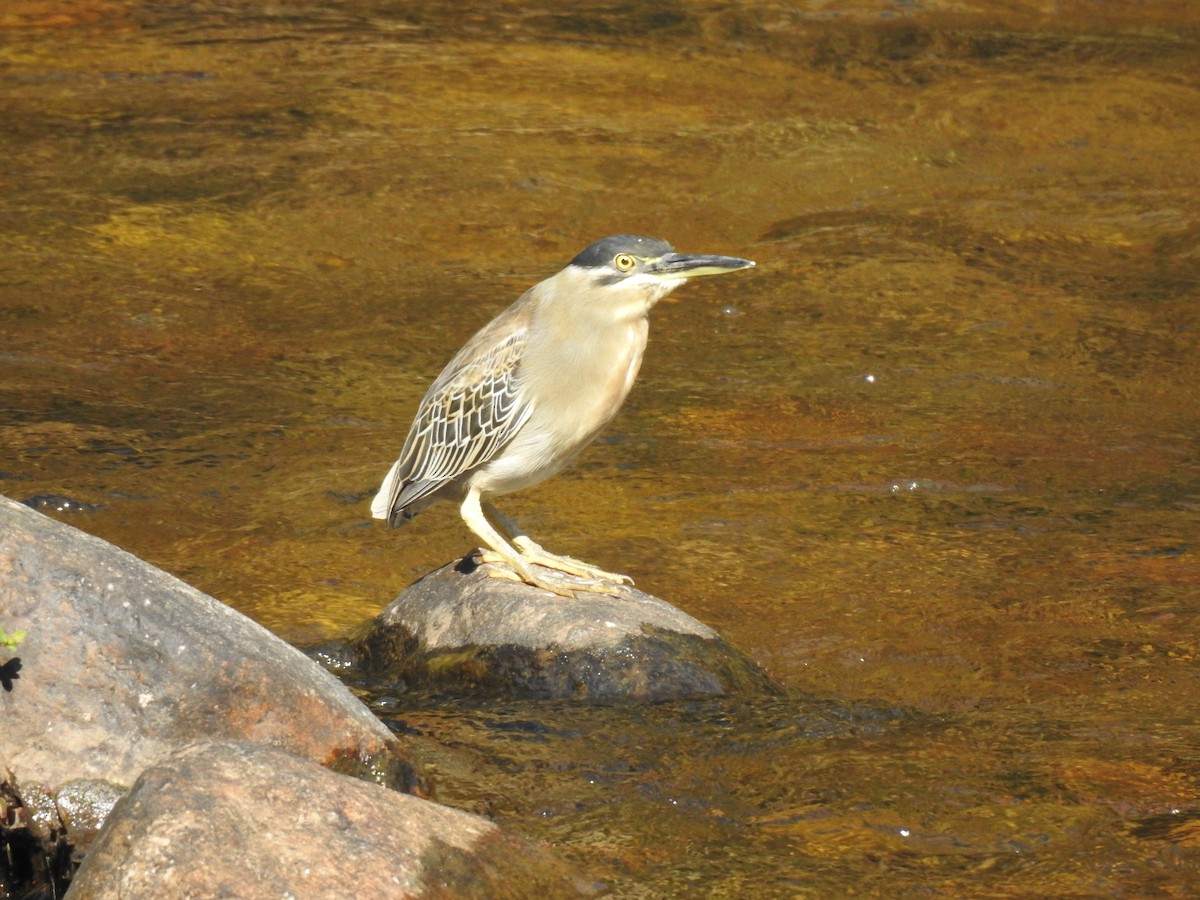 Héron des mangroves - ML647276660