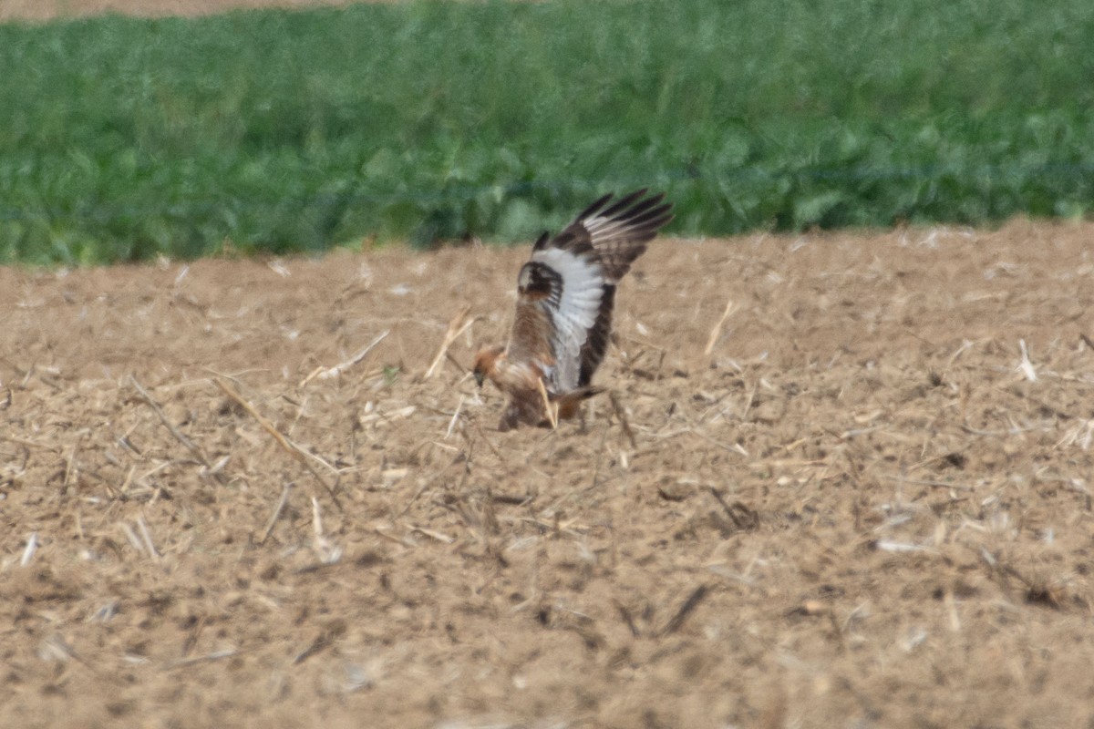 Талын сар - ML647276662