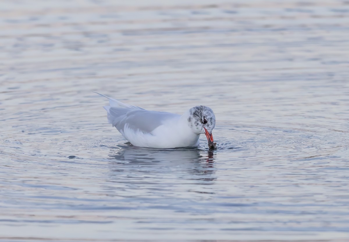 Mediterranean Gull - ML647276667