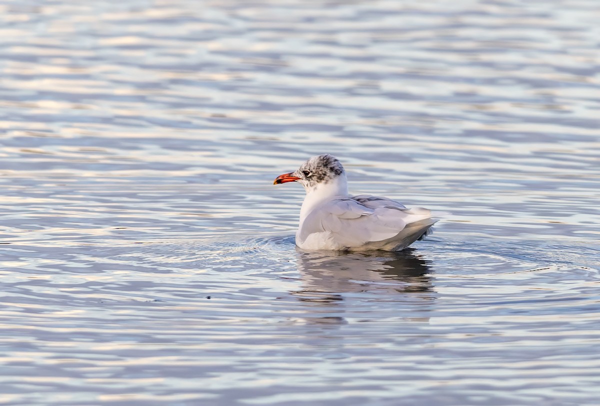 Mediterranean Gull - ML647276668