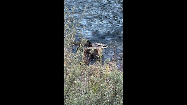 kachna divoká - ML647276669