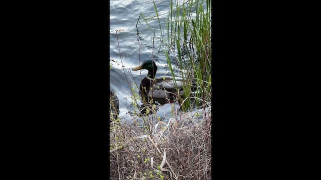 kachna divoká - ML647276676