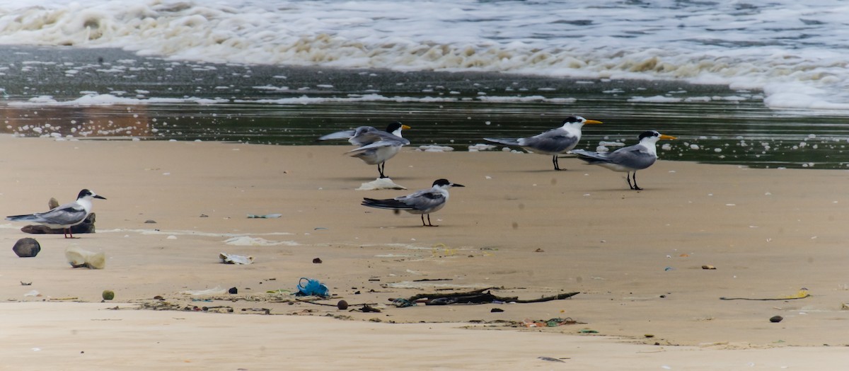 Bengalako txenada - ML647276678