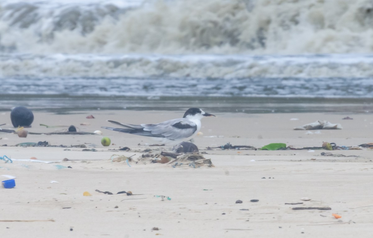 Sandwich Tern - ML647276679