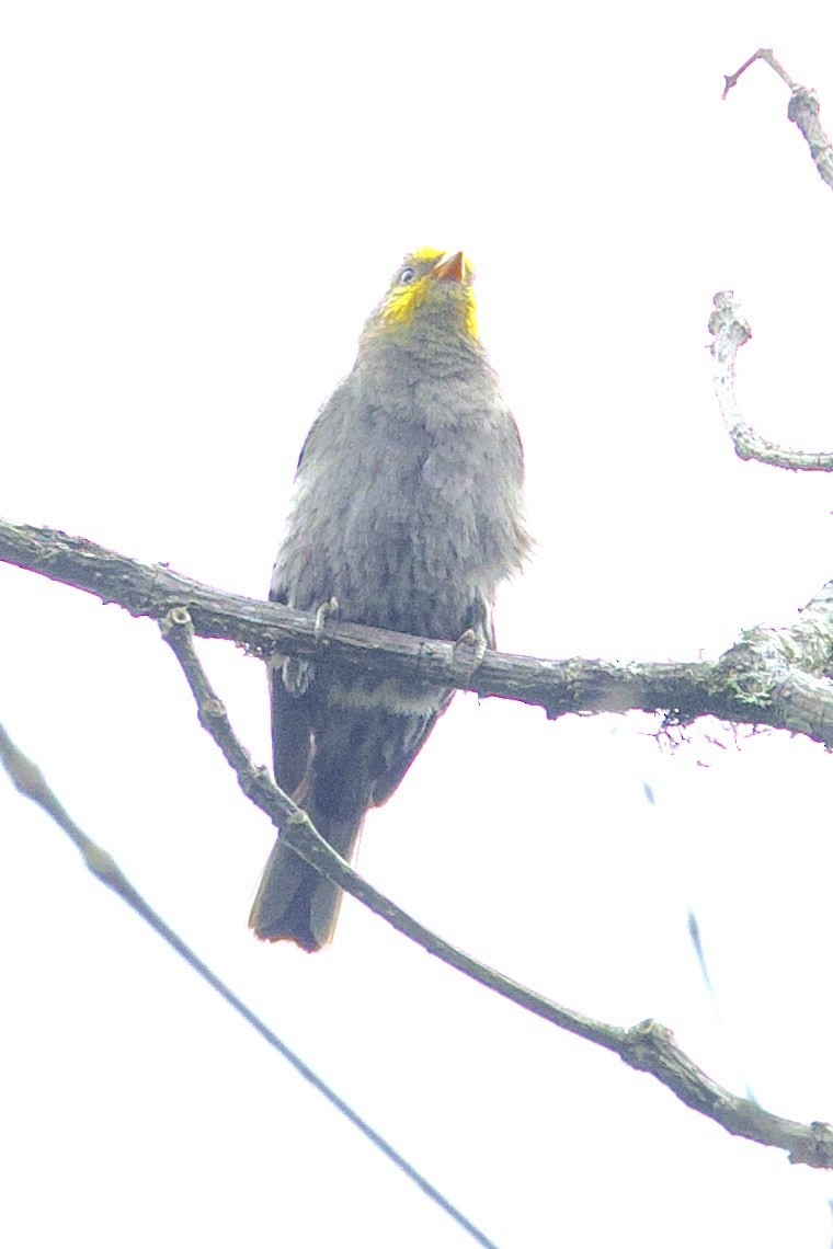 Yellow-rumped Honeyguide - ML647276683