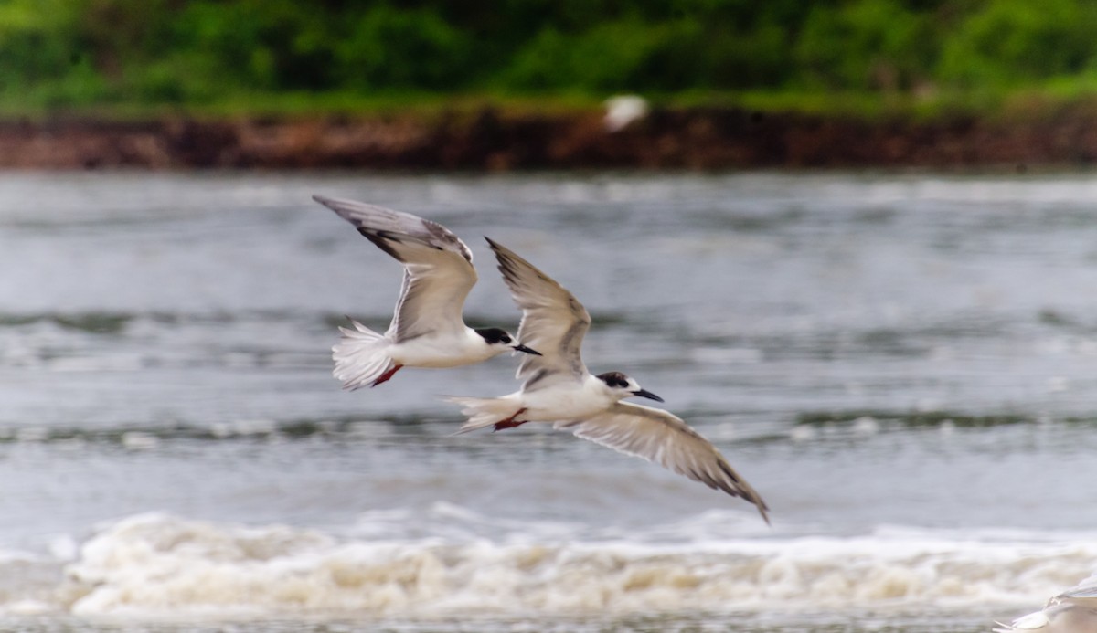 Эгэл хараалай - ML647276687