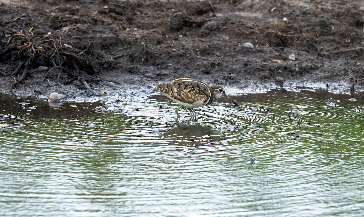 Greater Painted-Snipe - ML647276688