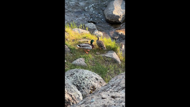 kachna divoká - ML647276692