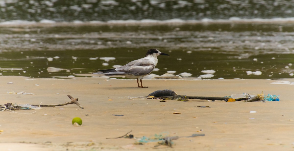 Эгэл хараалай - ML647276693