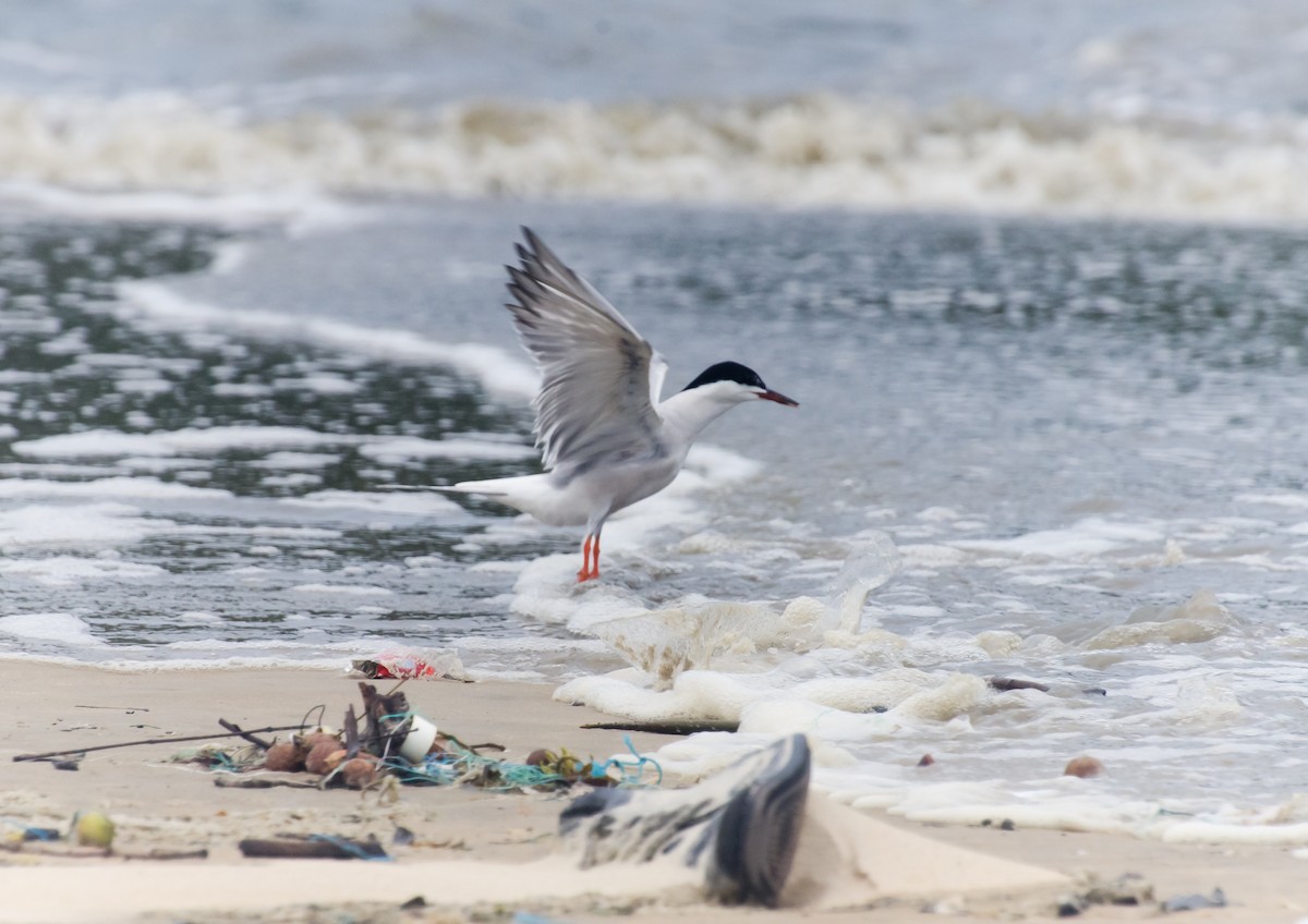 Эгэл хараалай - ML647276696