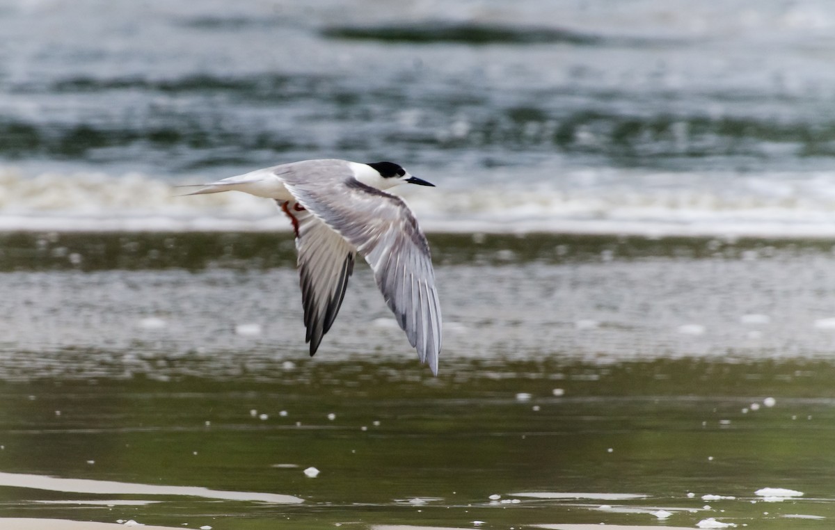 Эгэл хараалай - ML647276697