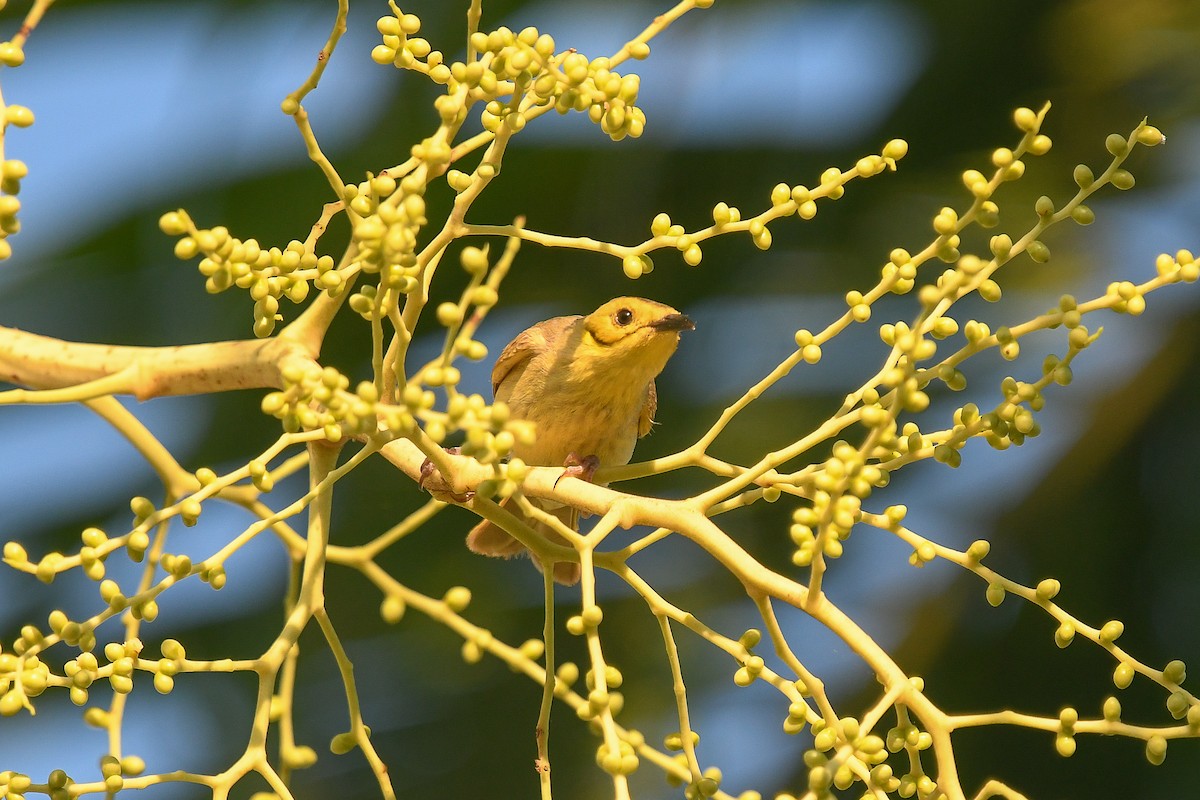 Yellow-tinted Honeyeater - ML647276702