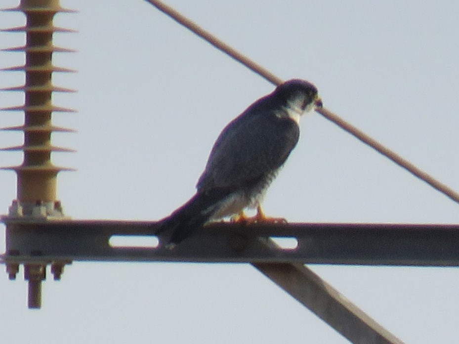 Peregrine Falcon - ML647276703