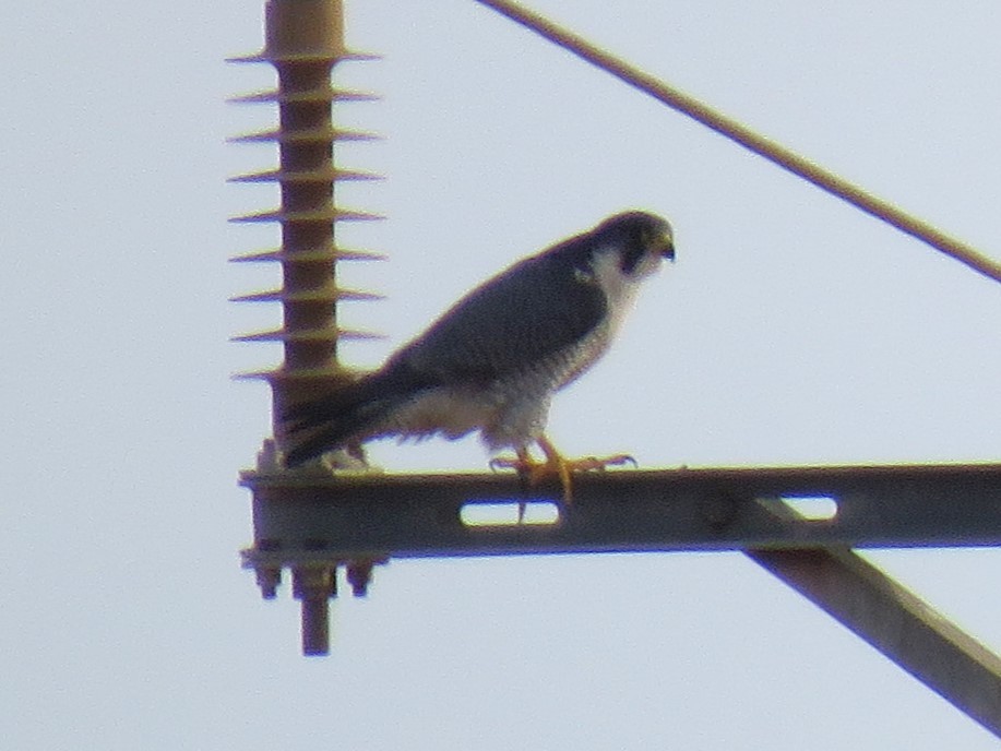 Peregrine Falcon - ML647276707