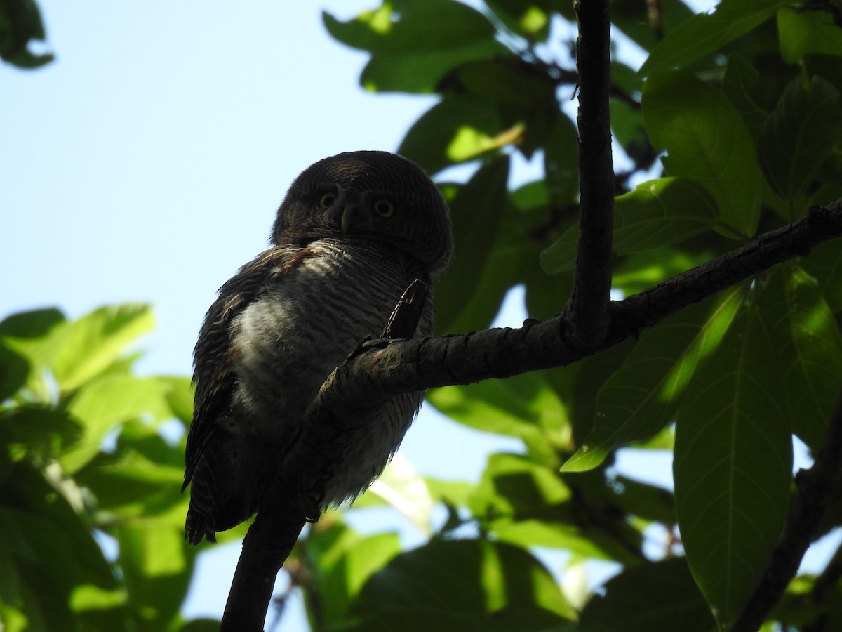 Chevêchette de jungle - ML647276712