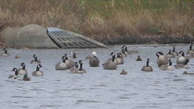 berneška velká - ML647276718