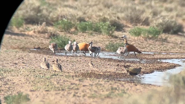 Black-bellied Sandgrouse - ML647276723