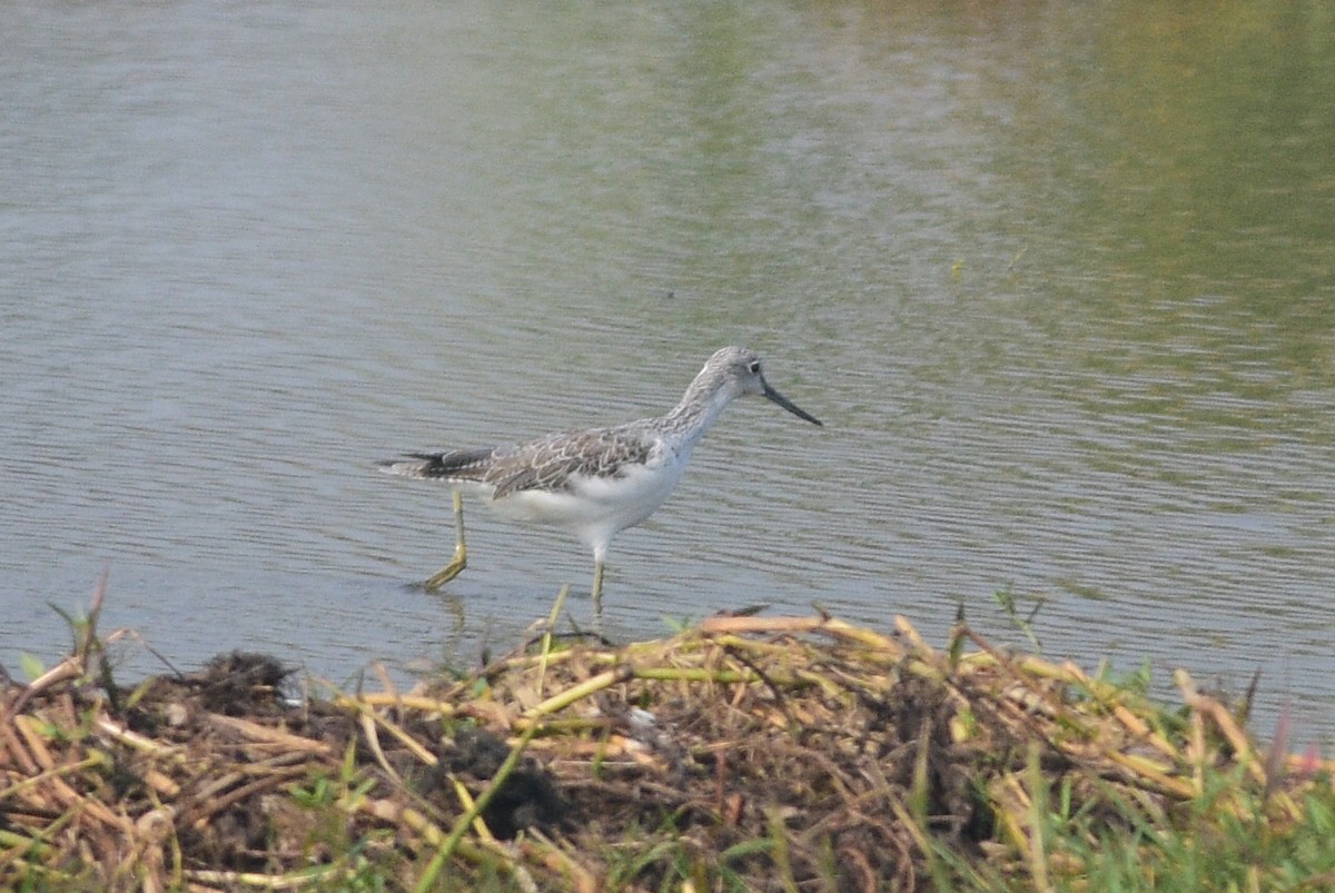 Common Greenshank - ML647276724