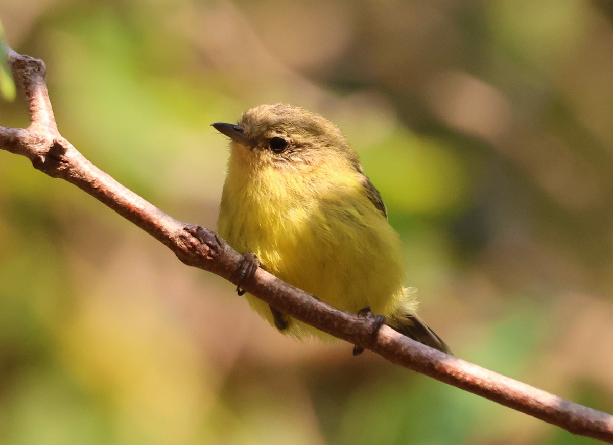 Yellow Thornbill - ML647276725