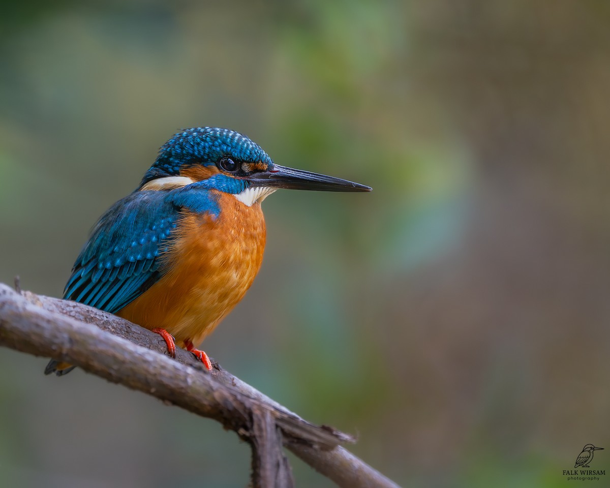 Common Kingfisher - ML647276726