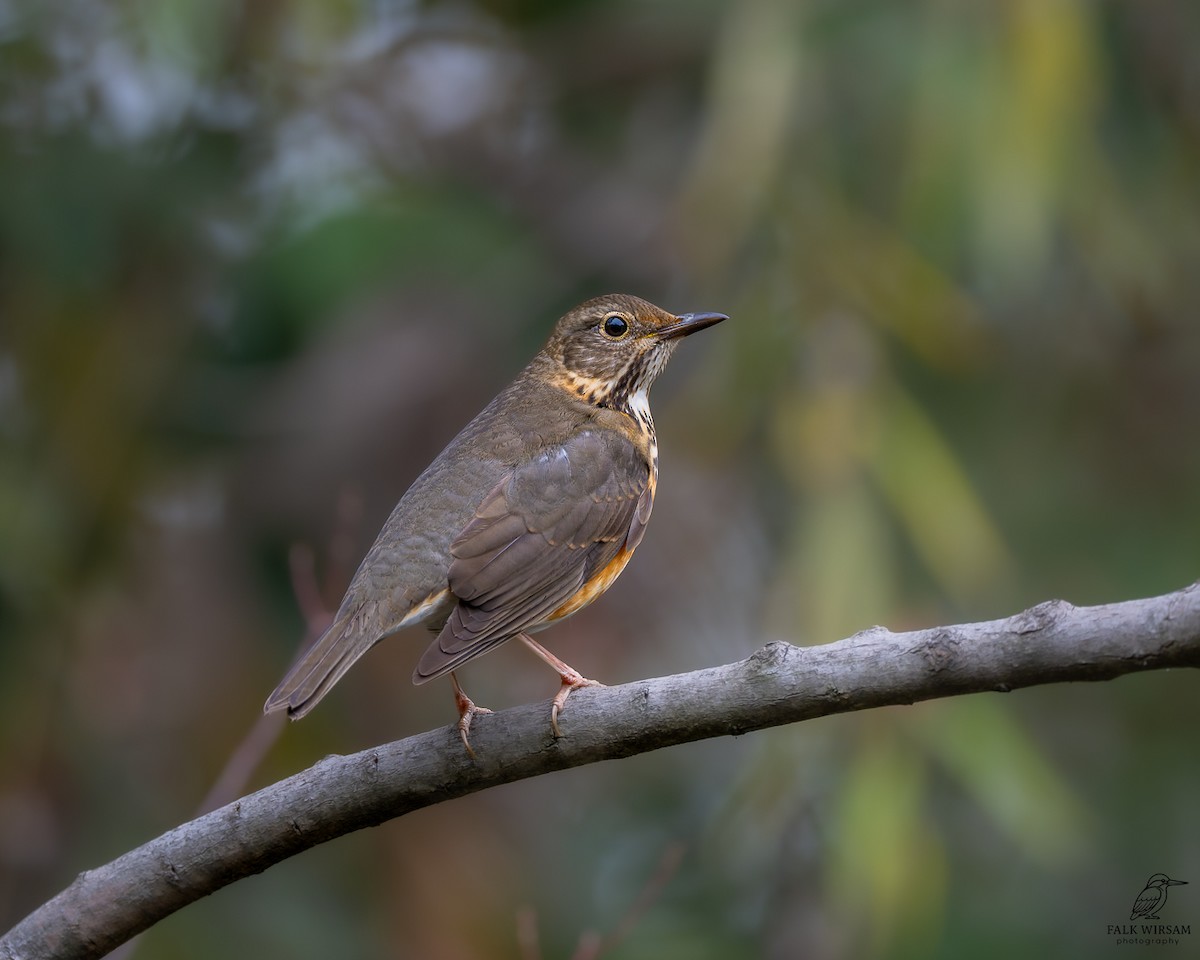 Gray-backed Thrush - ML647276727