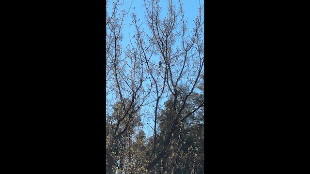 passerine sp. - ML647276728